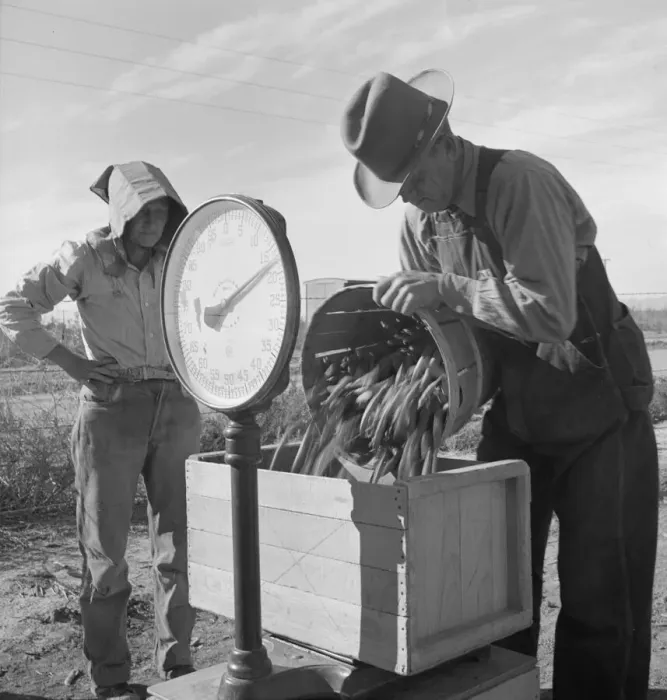 Framed Print : Open air food factory - weighing in peas, California, 1939. Creator: Dorothea Lange Framed Print : Open air food factory - weighing in peas, California, 1939. Creator: Dorothea Lange