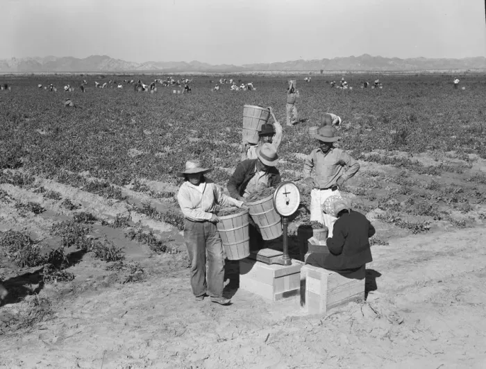 Framed Print : Open air food factory - weighing in peas, California, 1939. Creator: Dorothea Lange Framed Print : Open air food factory - weighing in peas, California, 1939. Creator: Dorothea Lange