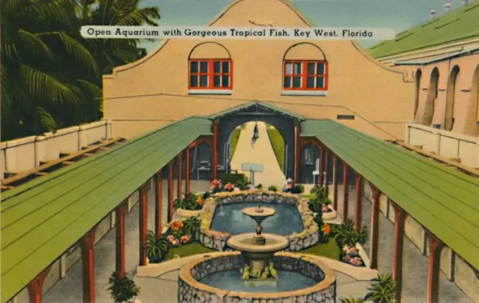 Framed Print : Open Aquarium with Gorgeous Tropical Fish, Key West, Florida, c1940s Framed Print : Open Aquarium with Gorgeous Tropical Fish, Key West, Florida, c1940s