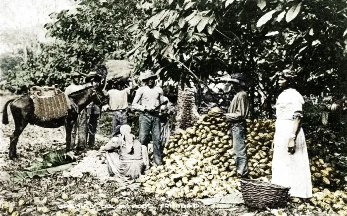 Framed Print : Opening cocoa pods, Trinidad, Trinidad and Tobago, c1900s. Artist: Strong Framed Print : Opening cocoa pods, Trinidad, Trinidad and Tobago, c1900s. Artist: Strong