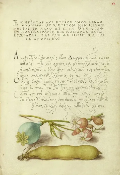 Framed Print : Opium Poppy, Bladder Campion, and Broad Bean, 1561-1562; illumination added 1591-1596. Creator: Joris Hoefnagel Framed Print : Opium Poppy, Bladder Campion, and Broad Bean, 1561-1562; illumination added 1591-1596. Creator: Joris Hoefnagel