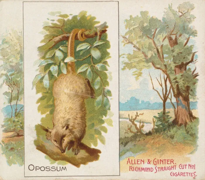Framed Print : Opossum, from Quadrupeds series (N41) for Allen & Ginter Cigarettes, 1890 Framed Print : Opossum, from Quadrupeds series (N41) for Allen & Ginter Cigarettes, 1890