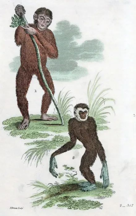 Framed Print : Orang Utang and Gibbon, 1822 Framed Print : Orang Utang and Gibbon, 1822
