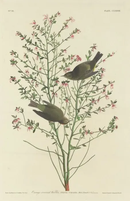 Framed Print : Orange-crowned Warbler, 1833. Creator: Robert Havell Framed Print : Orange-crowned Warbler, 1833. Creator: Robert Havell