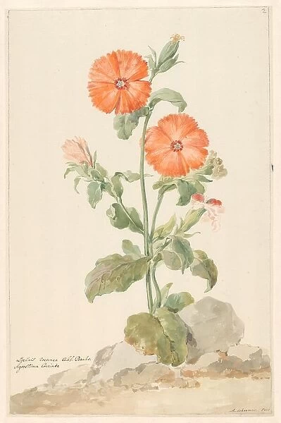 Orange Cuckoo Flower (Oranje Koekoeksbloem) in landscape, c.1790. Creator: Aert Schouman