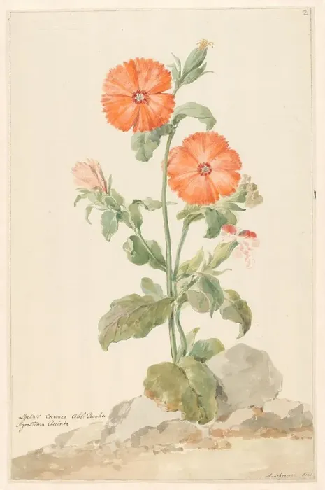 Framed Print : Orange Cuckoo Flower (Oranje Koekoeksbloem) in landscape, c.1790. Creator: Aert Schouman Framed Print : Orange Cuckoo Flower (Oranje Koekoeksbloem) in landscape, c.1790. Creator: Aert Schouman