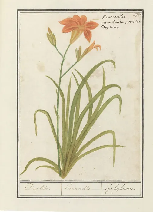 Framed Print : Orange Daylily (Hemerocallis), 1596-1610. Creators: Anselmus de Boodt, Elias Verhulst Framed Print : Orange Daylily (Hemerocallis), 1596-1610. Creators: Anselmus de Boodt, Elias Verhulst