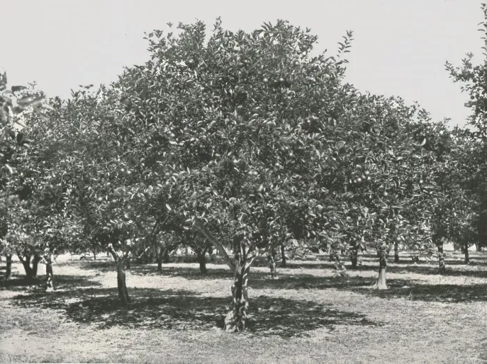 Framed Print : An orange grove near the city, St Augustine, USA, 1895. Creator: Unknown Framed Print : An orange grove near the city, St Augustine, USA, 1895. Creator: Unknown