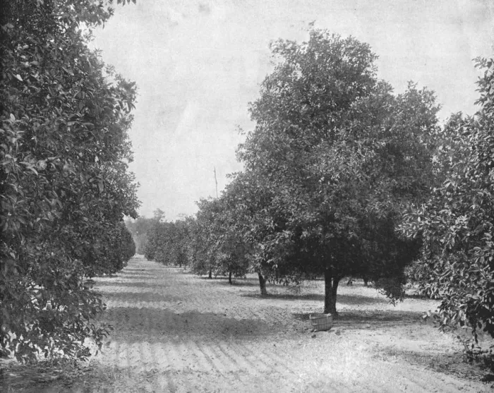 Framed Print : Orange Grove, Seville, Florida, USA, c1900. Creator: Unknown Framed Print : Orange Grove, Seville, Florida, USA, c1900. Creator: Unknown