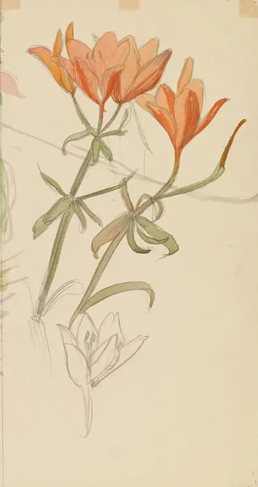 Framed Print : Orange Lilies, c1890s. Creator: Albert Edelfelt Framed Print : Orange Lilies, c1890s. Creator: Albert Edelfelt