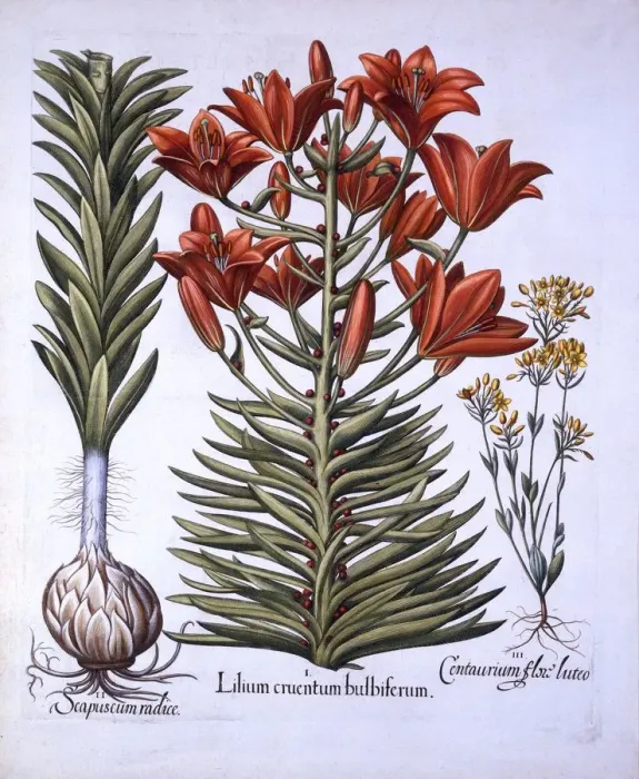 Framed Print : Orange Lily with Bulbils and Bulbs, Late-Blooming Blackstoria, from Hortus Eystettensis Framed Print : Orange Lily with Bulbils and Bulbs, Late-Blooming Blackstoria, from Hortus Eystettensis