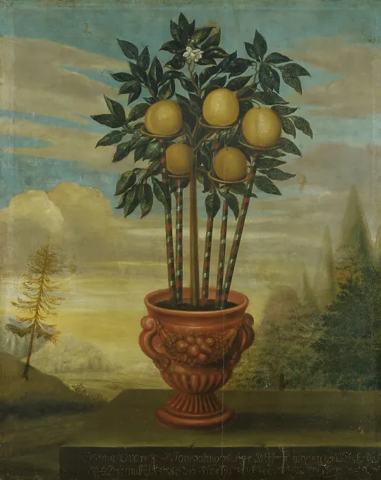 Framed Print : Orange tree in urn, 1733. Creator: David von Coln Framed Print : Orange tree in urn, 1733. Creator: David von Coln