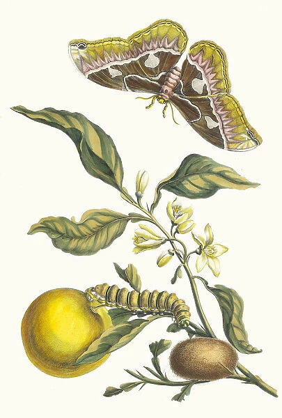 Oranger. From the Book Metamorphosis insectorum Surinamensium, 1705