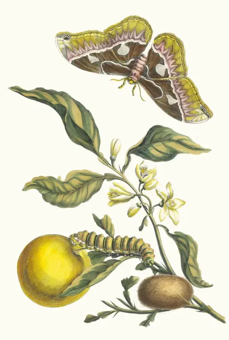 Framed Print : Oranger. From the Book Metamorphosis insectorum Surinamensium, 1705 Framed Print : Oranger. From the Book Metamorphosis insectorum Surinamensium, 1705