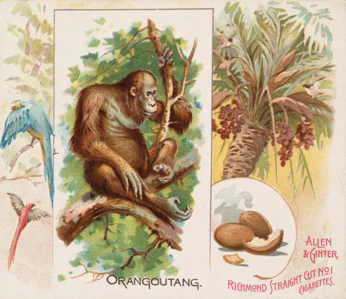 Framed Print : Orangoutang, from Quadrupeds series (N41) for Allen & Ginter Cigarettes, 1890 Framed Print : Orangoutang, from Quadrupeds series (N41) for Allen & Ginter Cigarettes, 1890