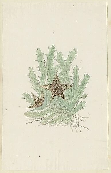 Orbea verrucosa (Masson) Haw. (Hirsute Stapelia), 1777-1786. Creator: Robert Jacob Gordon