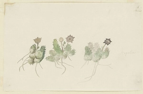 Orbea verrucosa (Masson) L.C. Leach. (Hirsute stapelia), 1777-1786. Creator: Robert Jacob Gordon