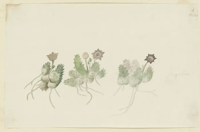 Framed Print : Orbea verrucosa (Masson) L.C. Leach. (Hirsute stapelia), 1777-1786. Creator: Robert Jacob Gordon