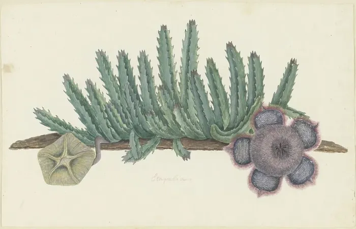 Framed Print : Orbea Verrucosa (Masson) L.C. Leach. (Stapelia hirsuta), 1777-1786. Creator: Robert Jacob Gordon Framed Print : Orbea Verrucosa (Masson) L.C. Leach. (Stapelia hirsuta), 1777-1786. Creator: Robert Jacob Gordon