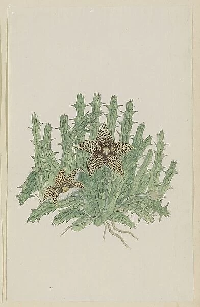 Orbea verucosa (Masson) L.C. Leach. (Hirsute Stapelia), 1777-1786. Creator: Robert Jacob Gordon