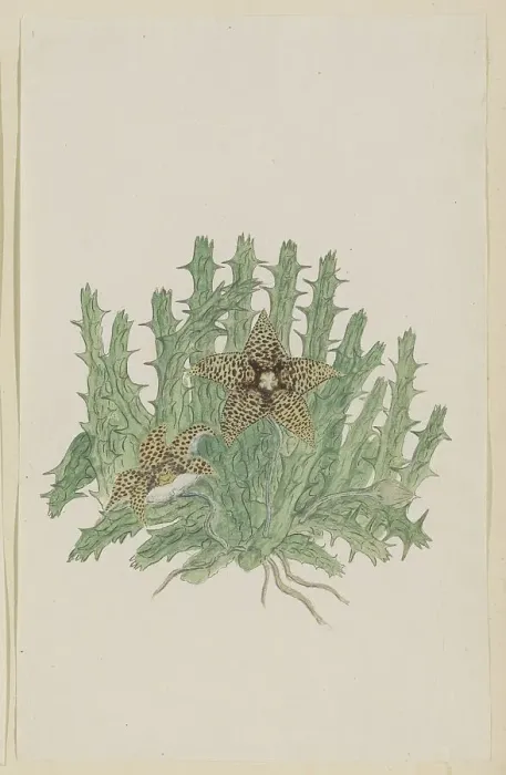 Framed Print : Orbea verucosa (Masson) L.C. Leach. (Hirsute Stapelia), 1777-1786. Creator: Robert Jacob Gordon Framed Print : Orbea verucosa (Masson) L.C. Leach. (Hirsute Stapelia), 1777-1786. Creator: Robert Jacob Gordon
