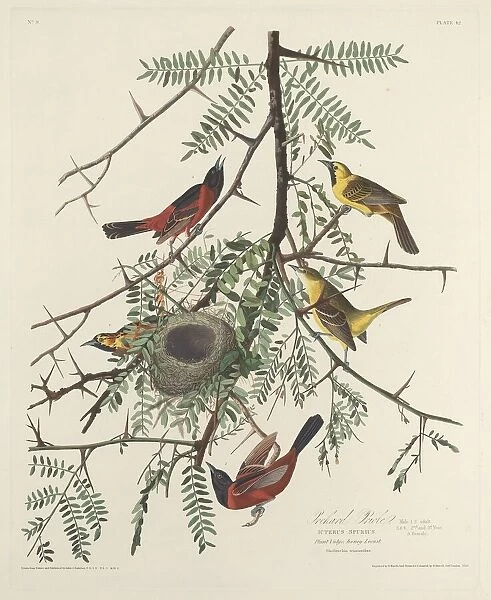Orchard Oriole, 1828. Creator: Robert Havell