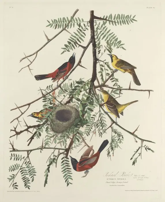 Framed Print : Orchard Oriole, 1828. Creator: Robert Havell Framed Print : Orchard Oriole, 1828. Creator: Robert Havell