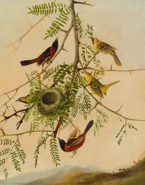 Framed Print : Orchard Oriole, 1830 / 1832. Creator: Joseph Bartholomew Kidd Framed Print : Orchard Oriole, 1830 / 1832. Creator: Joseph Bartholomew Kidd