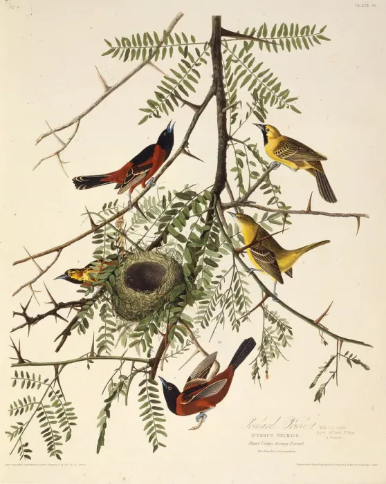 Framed Print : The orchard oriole. From The Birds of America, 1827-1838. Creator: Audubon Framed Print : The orchard oriole. From The Birds of America, 1827-1838. Creator: Audubon