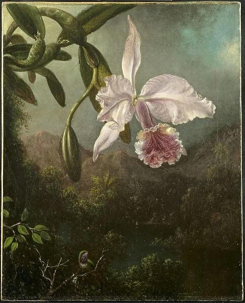 Orchid Blossoms, 1873. Creator: Martin Johnson Heade (American, 1819-1904)