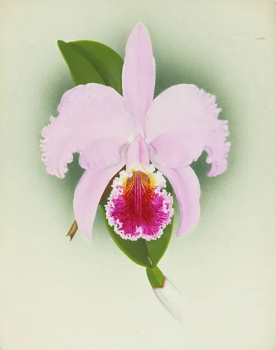Framed Print : Orchid: Cattleya, 1908. Creator: Frederick William Bolas Framed Print : Orchid: Cattleya, 1908. Creator: Frederick William Bolas