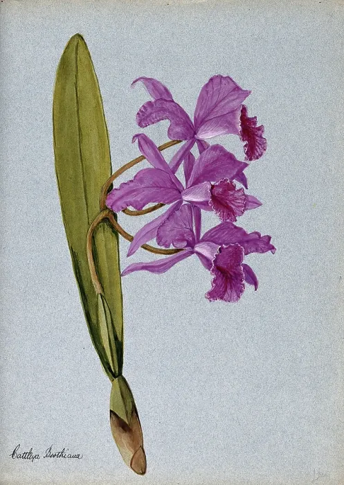 Framed Print : An orchid (Cattleya Boothiana): flowering stem. Creator: Unknown Framed Print : An orchid (Cattleya Boothiana): flowering stem. Creator: Unknown