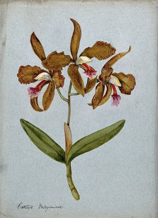 Framed Print : An orchid (Cattleya Duboysoniana): flowering stem. Creator: Unknown Framed Print : An orchid (Cattleya Duboysoniana): flowering stem. Creator: Unknown