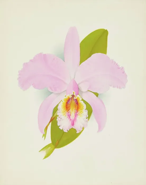 Framed Print : Orchid: Cattleya Missiae, 1907. Creator: Frederick William Bolas Framed Print : Orchid: Cattleya Missiae, 1907. Creator: Frederick William Bolas