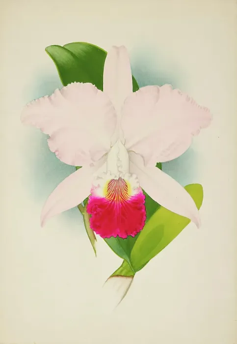Framed Print : Orchid: Cattleya Mondelux, 1907. Creator: Frederick William Bolas Framed Print : Orchid: Cattleya Mondelux, 1907. Creator: Frederick William Bolas