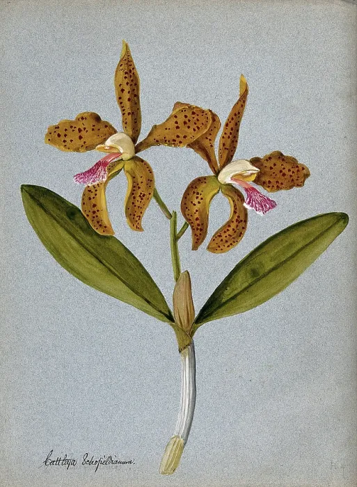 Framed Print : An orchid (Cattleya Schofieldianum): flowering stem. Creator: Unknown Framed Print : An orchid (Cattleya Schofieldianum): flowering stem. Creator: Unknown