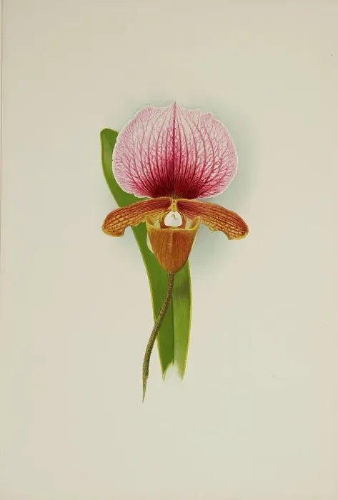 Framed Print : Orchid: Cypridium Charlesworthii, 1906. Creator: Frederick William Bolas Framed Print : Orchid: Cypridium Charlesworthii, 1906. Creator: Frederick William Bolas