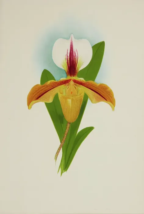 Framed Print : Orchid: Cypridium Illesbre, 1907. Creator: Frederick William Bolas Framed Print : Orchid: Cypridium Illesbre, 1907. Creator: Frederick William Bolas