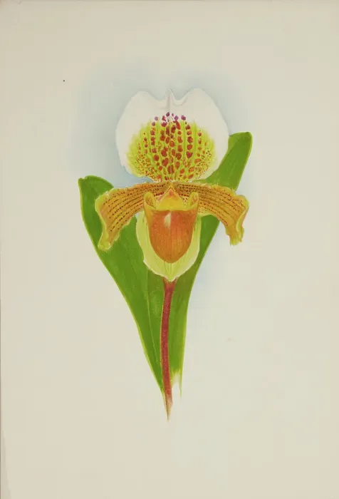 Framed Print : Orchid: Cypridium Insigni, 1906. Creator: Frederick William Bolas Framed Print : Orchid: Cypridium Insigni, 1906. Creator: Frederick William Bolas