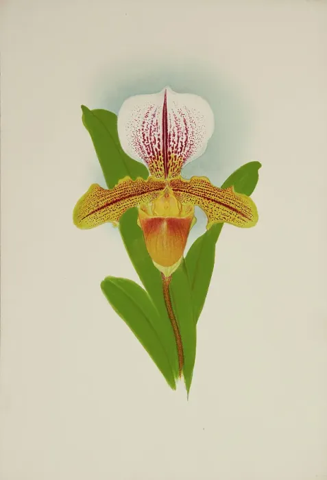 Framed Print : Orchid: Cypridium Luanum, 1907. Creator: Frederick William Bolas Framed Print : Orchid: Cypridium Luanum, 1907. Creator: Frederick William Bolas