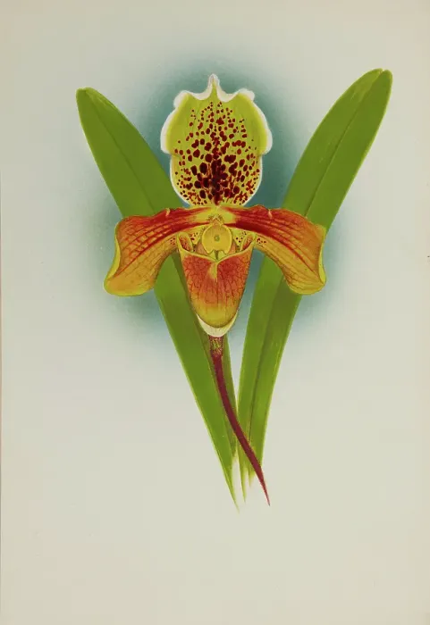 Framed Print : Orchid: Cypripedium, 1907. Creator: Frederick William Bolas Framed Print : Orchid: Cypripedium, 1907. Creator: Frederick William Bolas