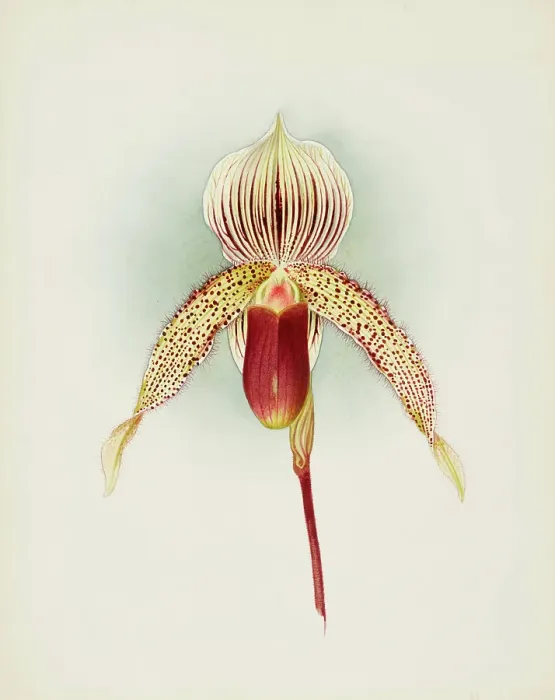 Framed Print : Orchid: Cypripedium A. de Lairesse, 1906. Creator: Frederick William Bolas Framed Print : Orchid: Cypripedium A. de Lairesse, 1906. Creator: Frederick William Bolas