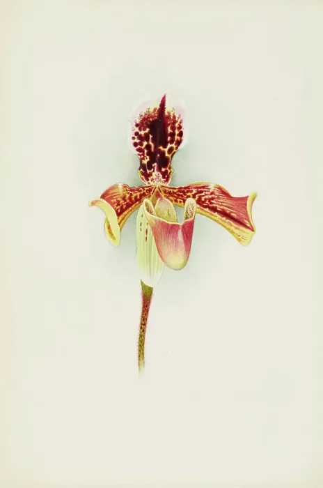 Framed Print : Orchid: Cypripedium Boxalliiatratum Magnificum, 1906. Creator: Frederick William Bolas Framed Print : Orchid: Cypripedium Boxalliiatratum Magnificum, 1906. Creator: Frederick William Bolas