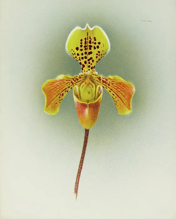 Framed Print : Orchid: Cypripedium George Moore, 1910. Creator: Frederick William Bolas Framed Print : Orchid: Cypripedium George Moore, 1910. Creator: Frederick William Bolas