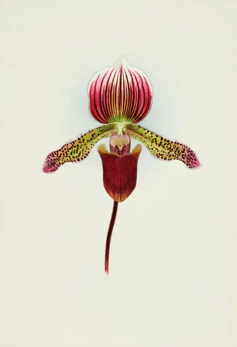 Framed Print : Orchid: Cypripedium Goweri Magnificum, Schofield's Variety, 1906. Creator: Frederick William Bolas. Orchid: Cypripedium Goweri Magnificum, Schofield's Variety, 1906. Creator: Frederick William Bolas Framed Print : Orchid: Cypripedium Goweri Magnificum, Schofield's Variety, 1906. Creator: Frederick William Bolas. Orchid: Cypripedium Goweri Magnificum, Schofield's Variety, 1906. Creator: Frederick William Bolas