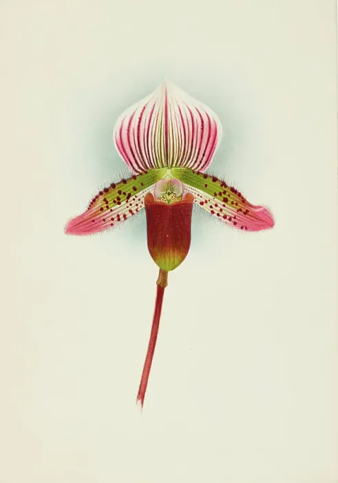 Framed Print : Orchid: Cypripedium Smithae, 1907. Creator: Frederick William Bolas Framed Print : Orchid: Cypripedium Smithae, 1907. Creator: Frederick William Bolas