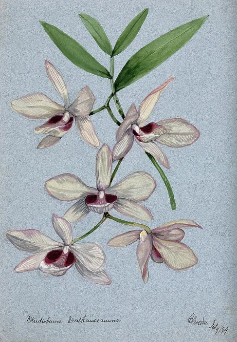 Framed Print : An orchid (Dendrobium Dalhausianum): flowering stem, 1899. Creator: Unknown Framed Print : An orchid (Dendrobium Dalhausianum): flowering stem, 1899. Creator: Unknown