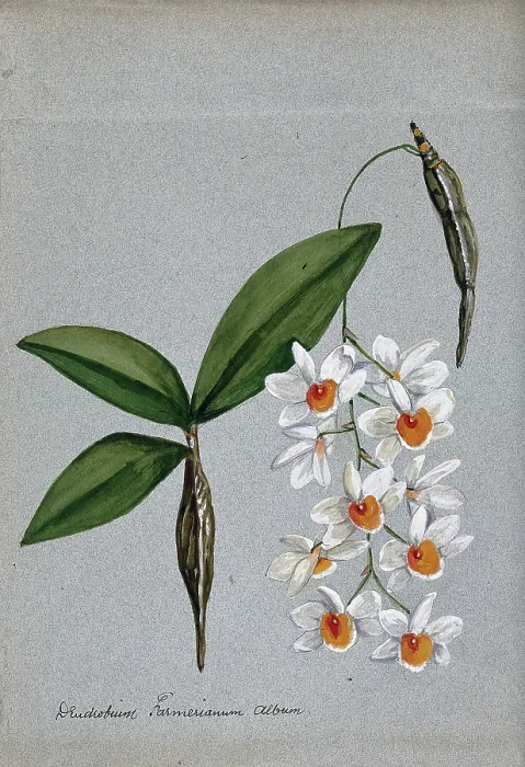 Framed Print : An orchid (Dendrobium farmerii var album): flowering stem and leaves. Creator: Unknown Framed Print : An orchid (Dendrobium farmerii var album): flowering stem and leaves. Creator: Unknown