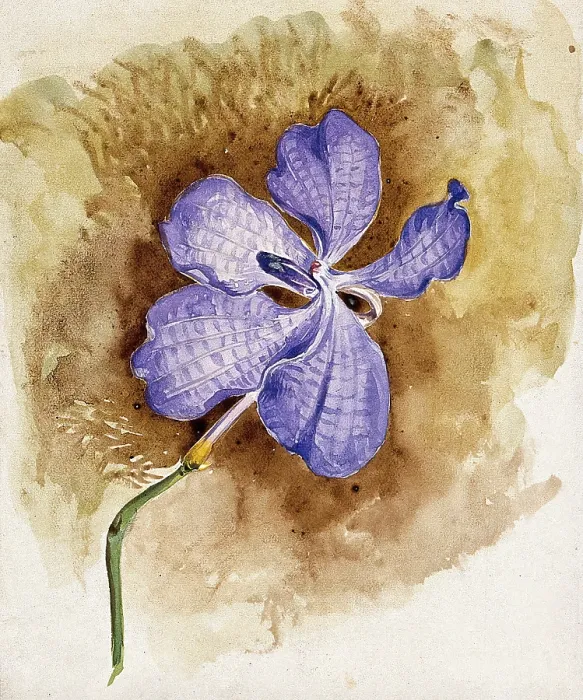 Framed Print : An orchid flower. Creator: Unknown