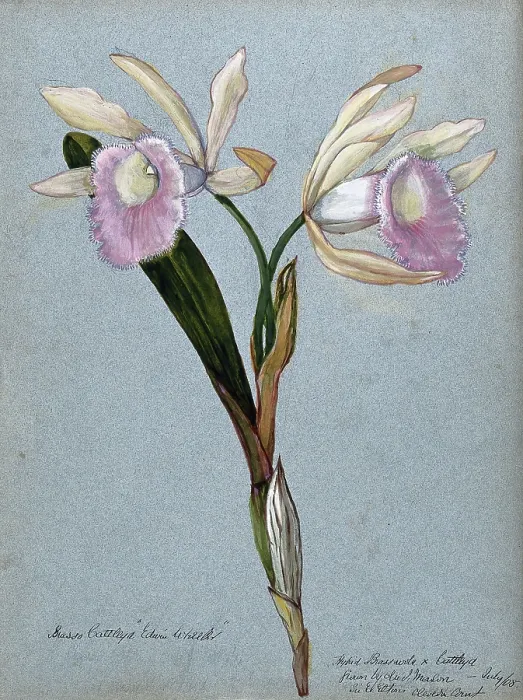 Framed Print : An orchid hybrid (Brassavola x Cattleya Edwin Wheeler'): flowering stem, 1908. Creator: Unknown Framed Print : An orchid hybrid (Brassavola x Cattleya Edwin Wheeler'): flowering stem, 1908. Creator: Unknown
